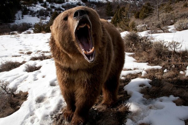 Grognement d un ours affamé rongé