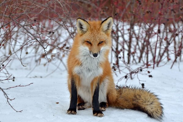 Fuchs im Schnee im Wintermantel