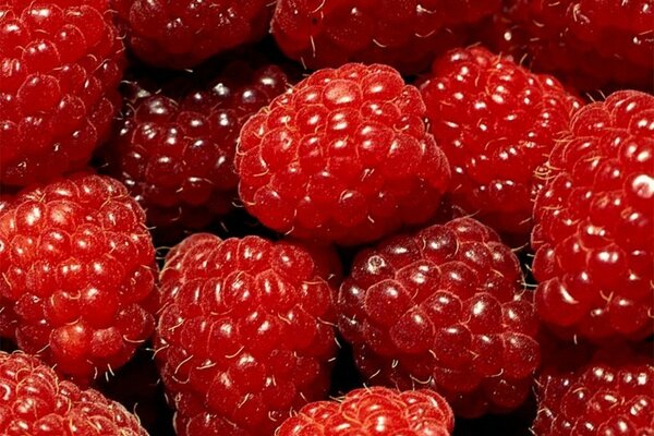 Raspberries shot in macro