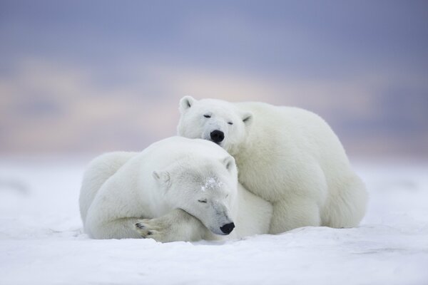 Orsi brizzolati a Arctic National Wildlife Refuge