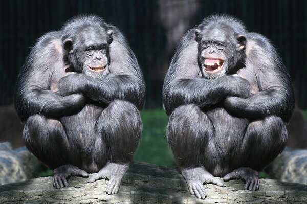 Laughing couple of chimpanzees on a log