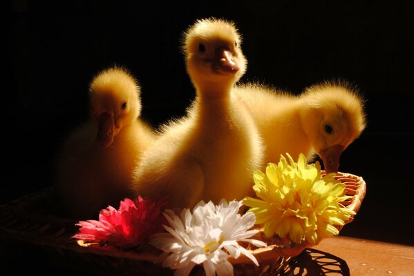 Yellow goslings in a basket with flowers