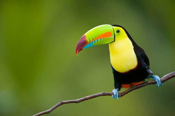 Oiseau Toucan assis sur une branche