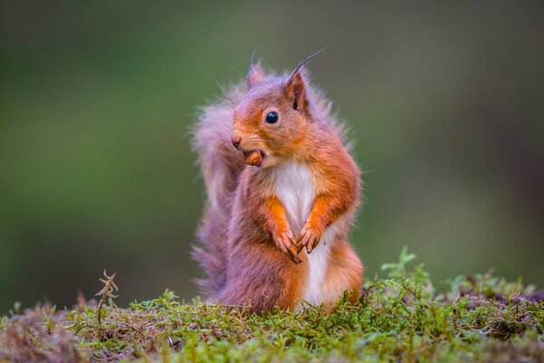 Redhead Squirrel afferrato un dado