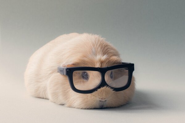 The guinea pig was wearing glasses