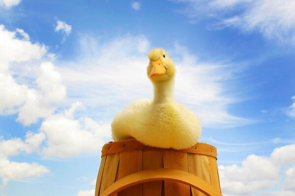 Baby duckling in a bucket against the sky