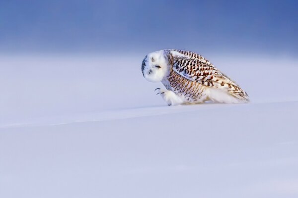 Hibou polaire dansant sur la neige