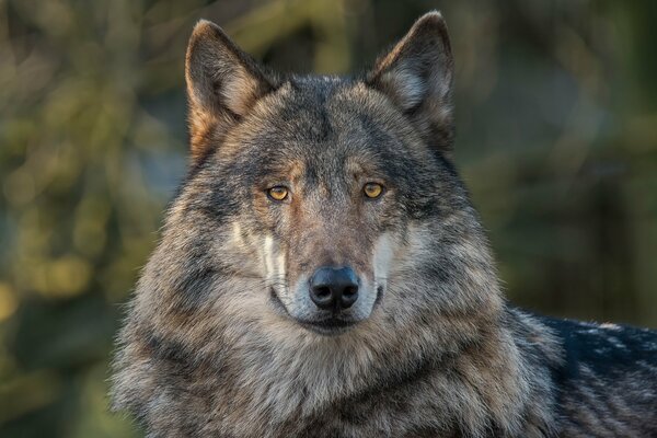 Der räuberische Blick eines wilden Wolfes