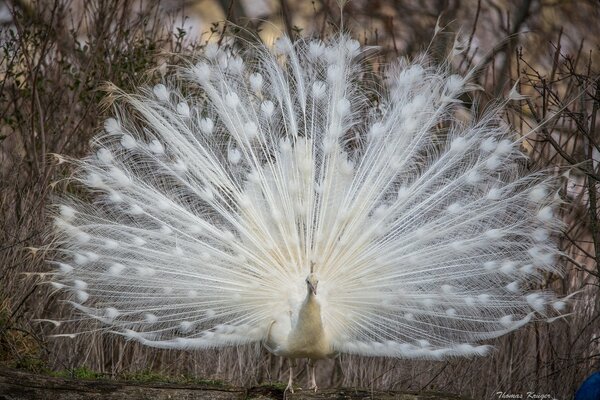 Der Pfau zeigt seinen schicken, schneeweißen Schwanz