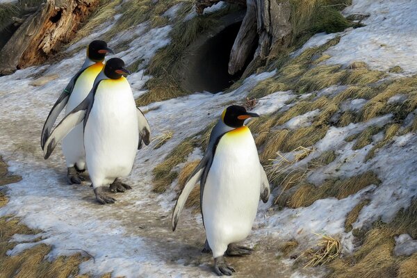 Die Pinguinfamilie geht nach dem Mittagessen spazieren