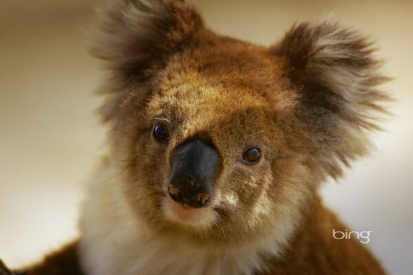 Koala aus Australien mit flauschigen Ohren