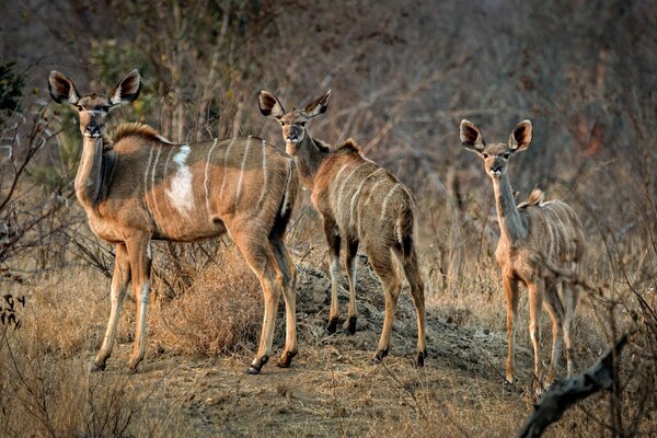 Familienwerte in der Natur