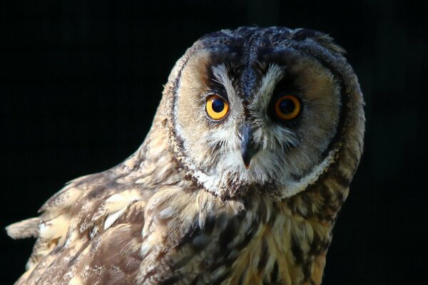 Owl on a black background