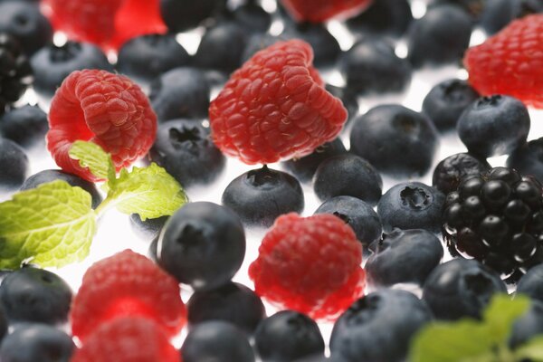 Nahaufnahme von Beeren: Blaubeeren, Brombeeren und Himbeeren