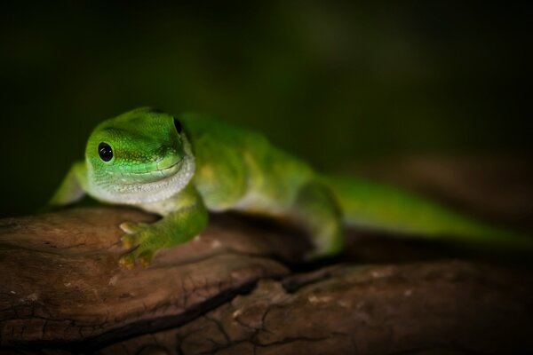 Daytime Madagascar gecko on a tree