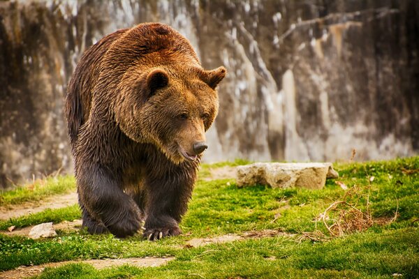 A brown bear walks through the forest