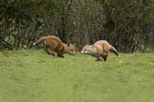 Two little foxes playing with each other