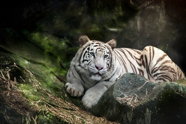 Der weiße Tiger liegt allein mit der Natur auf einem Stein