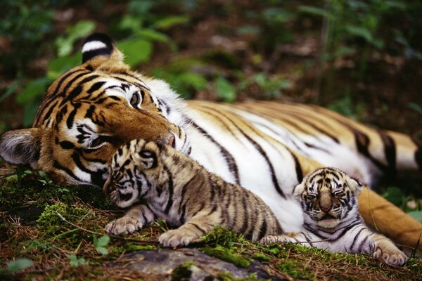 Tigresa con gatitos, tigres, depredador con descendencia