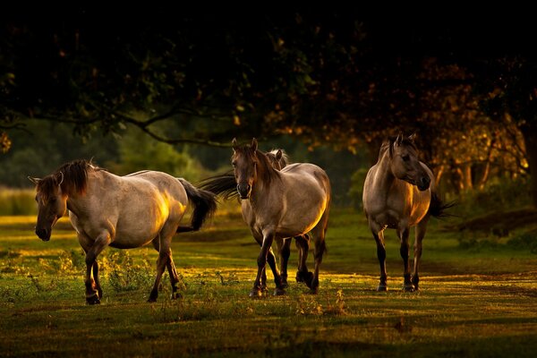 Foto von Pferden in der Natur