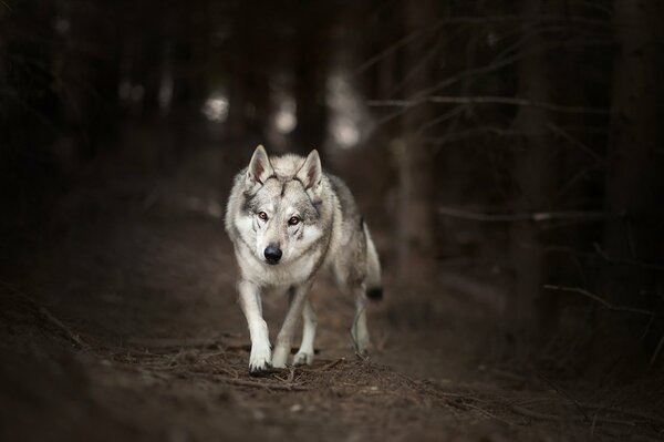 Ein einsamer Wolf läuft in einem dunklen Wald