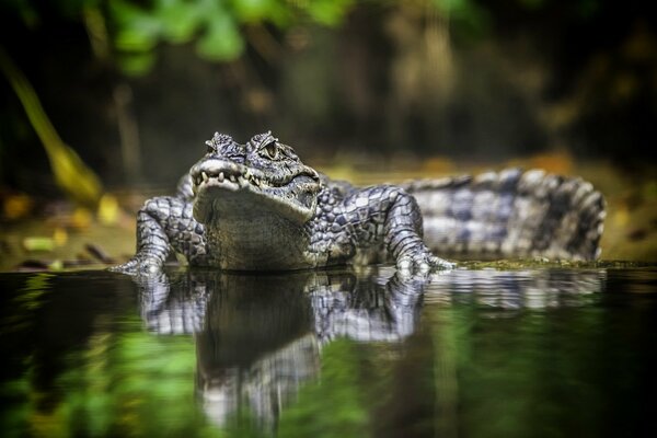 Australiens gefährliches, aber schönes Reptil