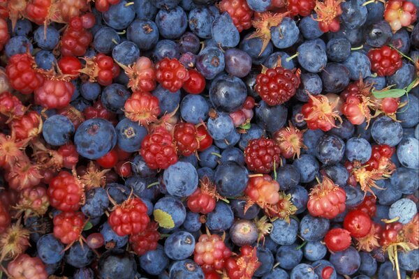 Rote und blaue Waldbeeren