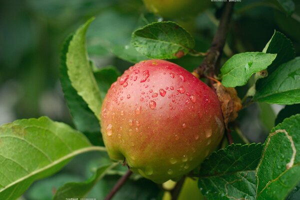 Pomme rouge avec des gouttes d eau sur l arbre