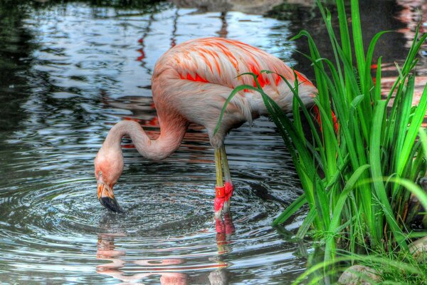 Pink flamingo stands in the water