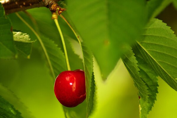 Photo contrastée de cerises vives sur une branche