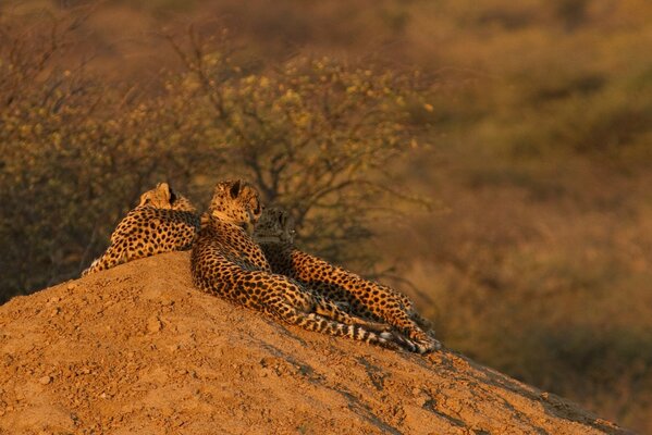 Cheetahs love to soak up the warm sand