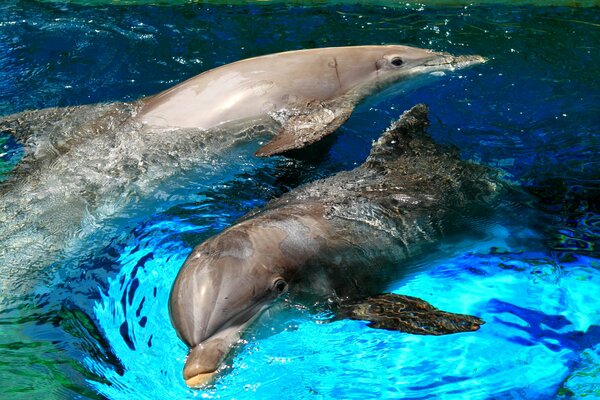 Delfini giocosi in spruzzi di mare