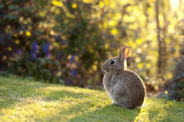 Kaninchen sitzt auf einer Wiese bei Sonnenschein