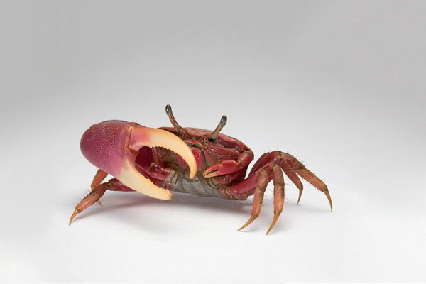 Crabe rouge appétissant. grandes griffes