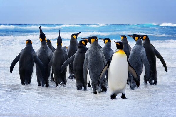 Penguins go swimming in a flock