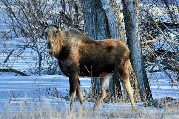 Alces sin cuernos en el bosque de invierno