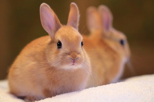 Mimimishny beautiful red rabbit