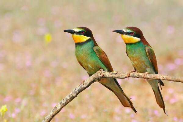 Oiseaux chanteurs de la nature estivale