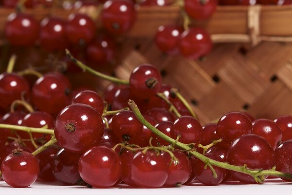 Groseille rouge est une Baie très utile