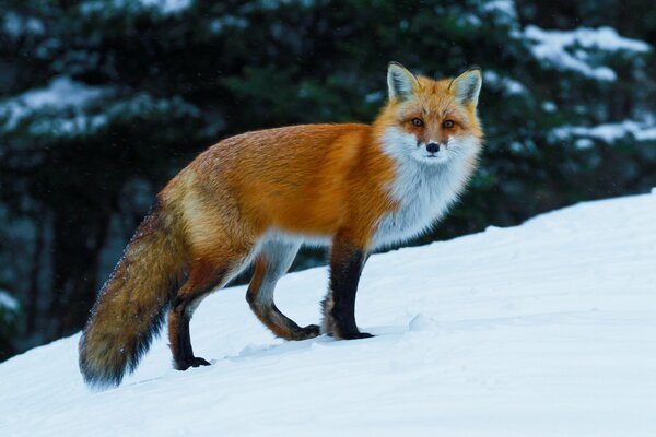 Fuchs im Wintermantel im Schnee