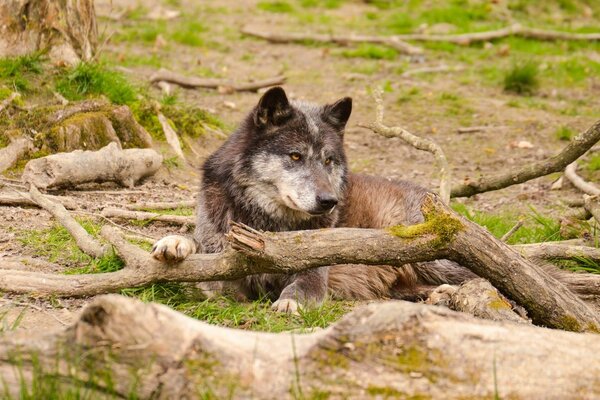 Naturaleza. Carnívoro. El lobo descansa