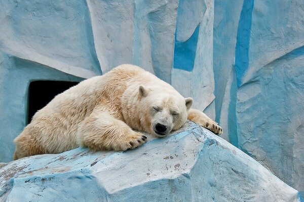 Ours polaire tandis que le zoo dort