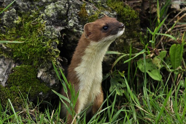 A ferret s muzzle sticking out of the grass