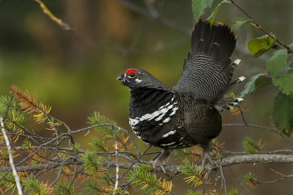 Canadian wild goose on a branch