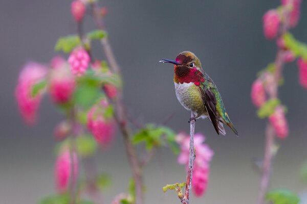 El colibrí más pequeño