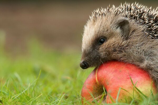 Ein Igel rollt einen Apfel in sein Loch