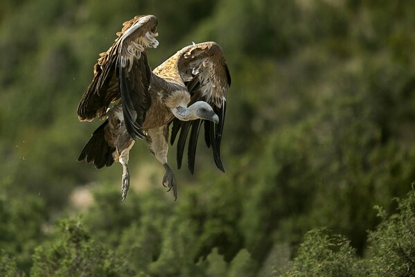 Greifvogel Griffbrett im Flug