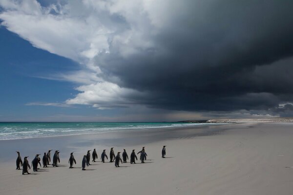 Penguins walk along the sea line