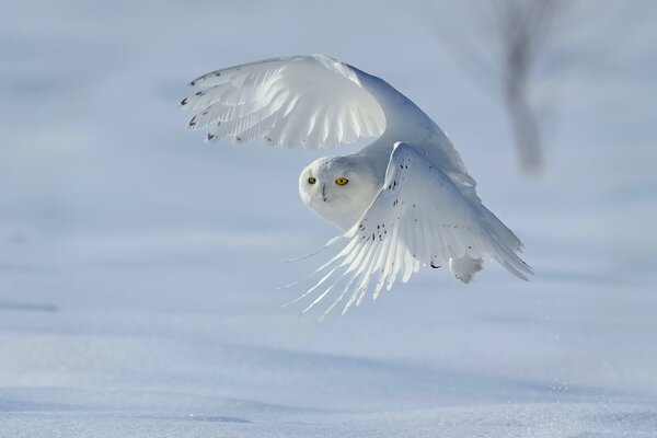 Ailes blanches fortes du hibou polaire (bubo scandiacus, nyctea scandiaca)