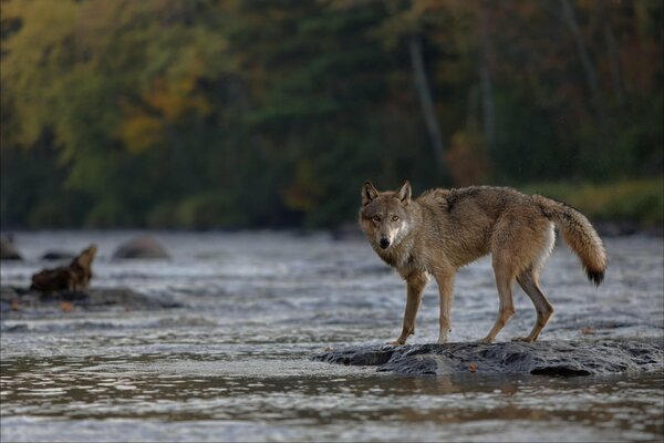 The look of a wolf against the background of a forest with a river